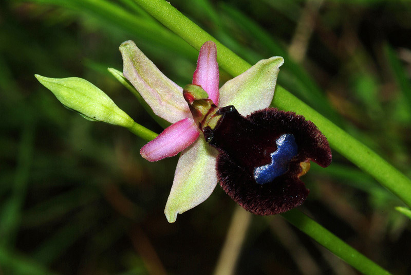 Conferma Ophrys bertolonii subsp. bertolonii 14-05-10